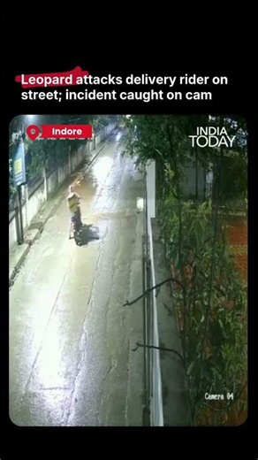 Leopard Attacks Delivery Rider in Indore, Wild Animal Spotted Roaming Residential Area