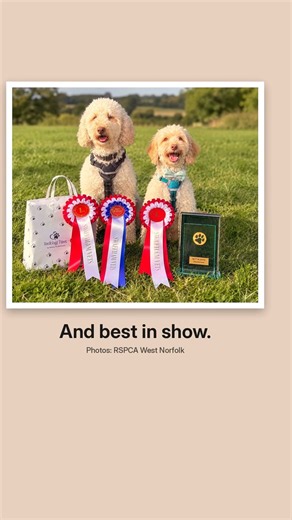 Rescue dogs before and after: back for a poodle party 🐩🤍