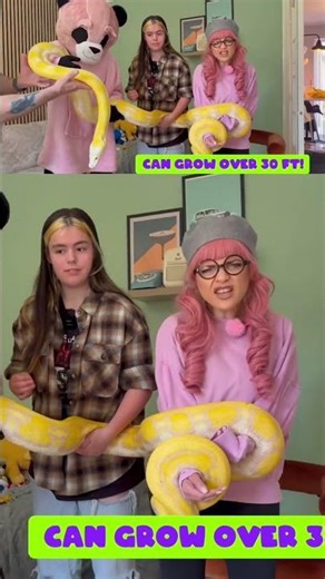 How Big Can A Python Get? 🐍