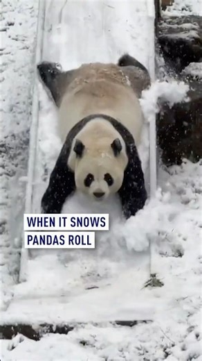 When it snows pandas roll
