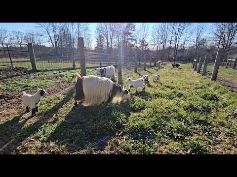 Misty Finally Kidded and the Farm is Exploding with Baby Goats
