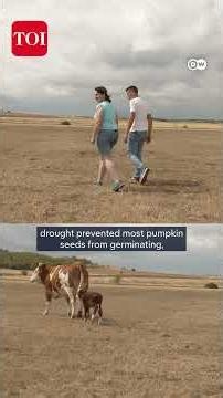 Germany’s Persistent Drought Puts Farmers Under Pressure As Fears Grow Over Their Future
