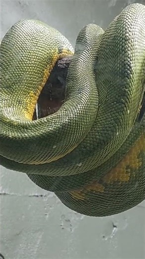 Curled and waiting to attack - green tree python snake. #shorts