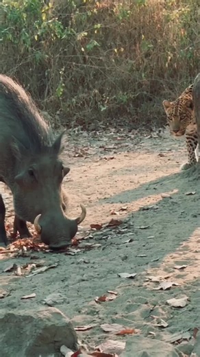 Funny warthog viral video: wild wildlife moments