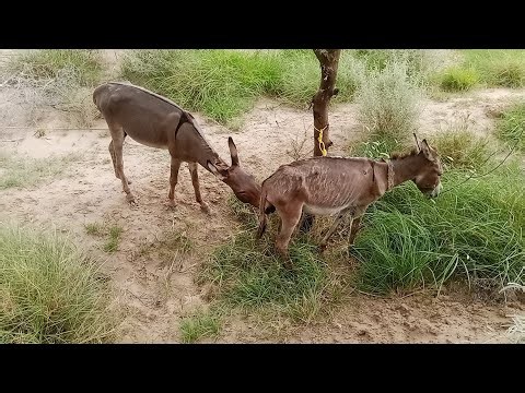 🫏 The Funniest Donkey Rescue Ever! 😂 | Viral Animal Story 2026