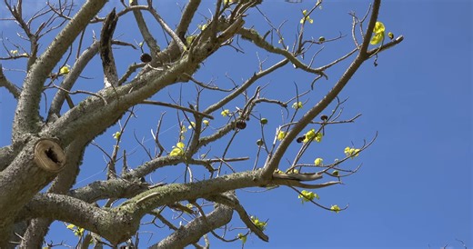 Watch what happens when a tree launches toxic projectiles without warning