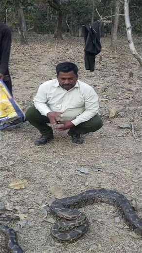 Indian rock python release