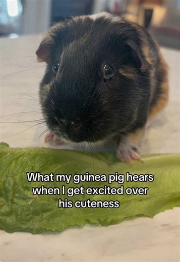What my guinea pig hears when I get excited over his cuteness