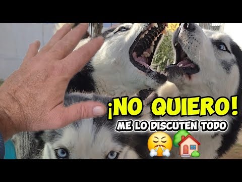 ¡ME DISCUTEN TODO! 😤 No quieren recoger ni dormir para ir a la CASA NUEVA 🏡🐕