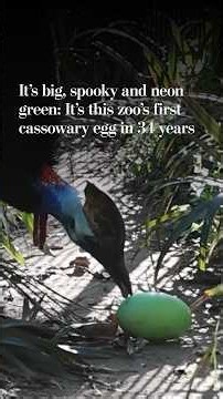 It’s big, spooky and neon green: It’s this zoo’s first cassowary egg in 34 years
