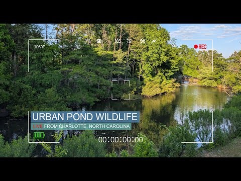 🌿 LIVE NOW: Spring Pond Cam in Charlotte 🦆 Wildlife, Weather & Unexpected Moments