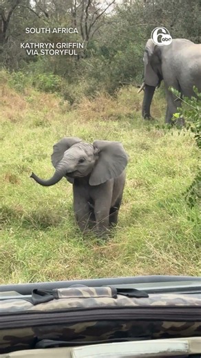 Ferociously Adorable Baby Elephant Charges at Safari Tourists