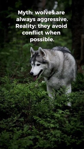 Wolves Avoid Conflict