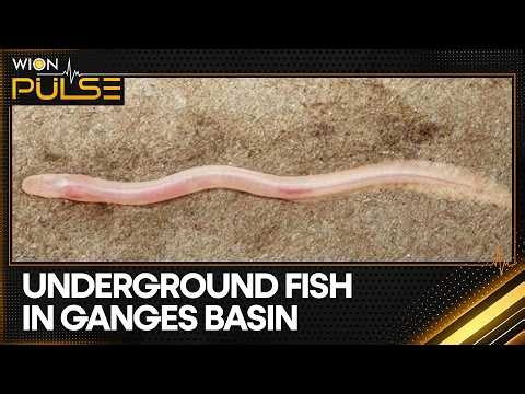Viral TikTok Leads Scientists To First Underground Eel Discovery In Ganges Basin | WION
