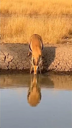 Hyena Hunting Turns Into Nightmare 😳 Crocodile Attack Twist | Realistic Wildlife Scene#shorts #viral