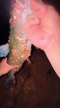 Giant Catfish on 8 lb Line — Night Fishing Oklahoma