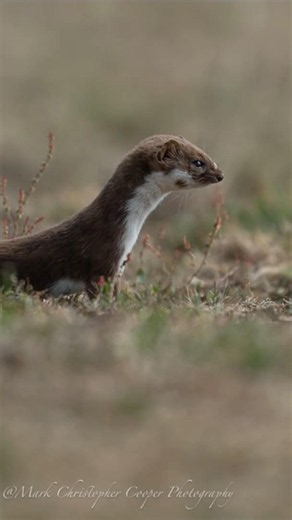 Pop Goes the Weasel! 🦦 Our First Ever Weasel at Stanpit Marsh! #Shorts