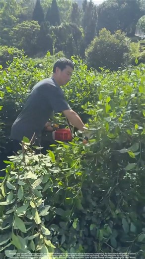 Is This Too Much? The Real Secret to a Massive Tea Harvest