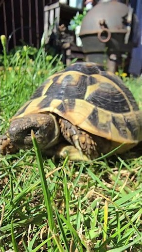Hermann's Tortoise 🐢🌿