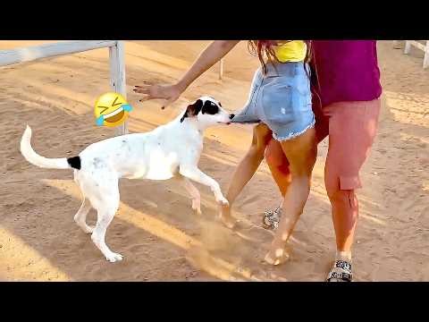 Dog Is The FUN Police | Funniest Viral Pets 🤪