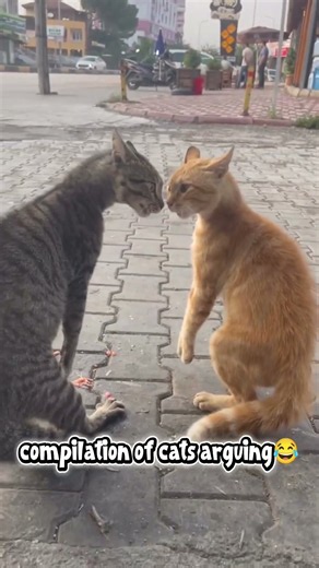 Funny cat fight #CatFight #FunnyCats #CatsFighting #ViralCats #Shorts