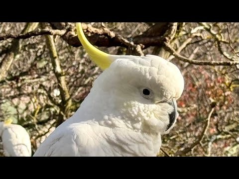 Colorful King Parrots vs massive white Cockatoos | Australia