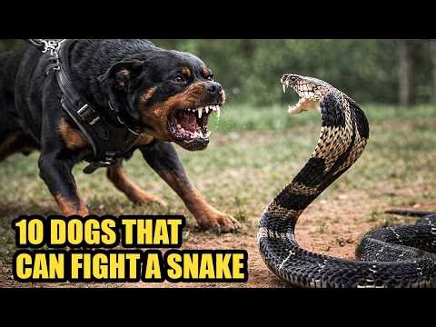 10 Dogs That Can Kill a Snake – Fearless Breeds That Don’t Back Down