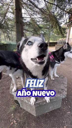 FELIZ AÑO NUEVO 🎉 os deseamos Max, Bombón, Balto y Mariano. ¡SED BUENOS!