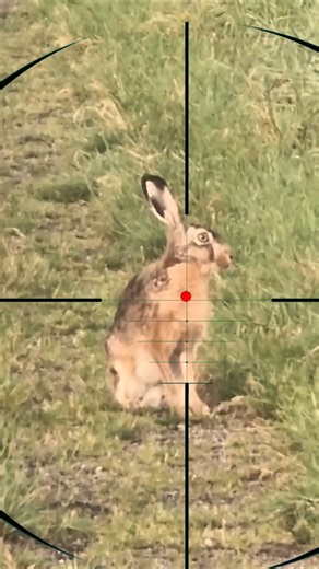 Hare Hunting | Caccia alla lepre | Chasse au lièvre | Hasenjagd