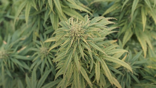 Can cannabis help treat cannabis addiction? CU Boulder College of Arts & Sciences researchers are exploring whether specific cannabinoids could reduce cravings and withdrawal symptoms, offering a potential new approach to treatment. Learn more about the research ↓ https://bit.ly/4qcVBZZ | University of Colorado Boulder