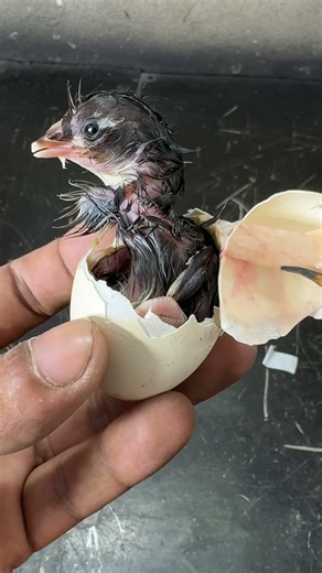 Majestic Egg hatching #mianinventions