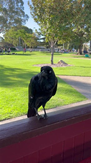 Crows Are Not Just Smart… They're Brilliant