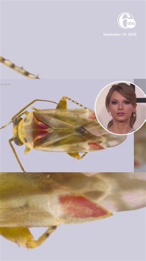 New insect species 'Swiftiephylus' named for Taylor Swift