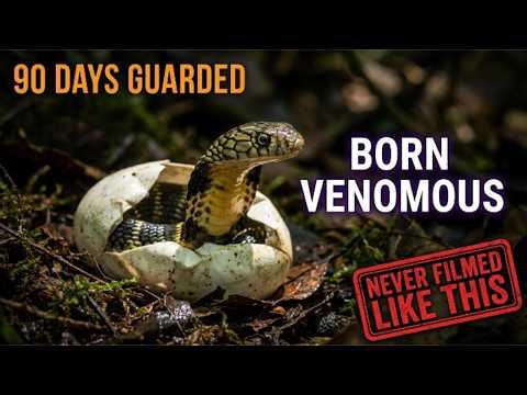 Born Fully Venomous: The King Cobra That Builds a Nest and Guards Its Eggs for 90 Days | Born Wild