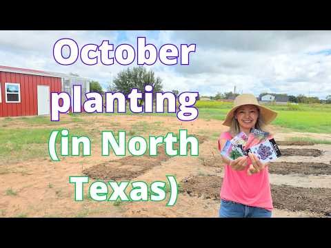 October planting (flowers and vegetables) (in North Texas)