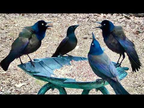 LIVE Bird Feeder with Bird Sounds and Chirping!