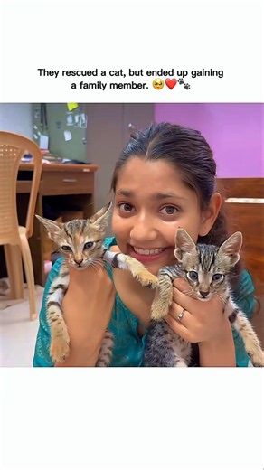 roamer amit family rescue cats❤️‍🩹🥹 love #theroameramit #brothersister #rescue #pets