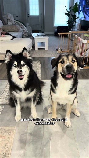 meet our...dogs?? 🤔 #husky #dogs #funnydogs