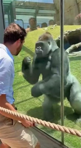 Mesmerized by a Gorilla | His Incredible Reaction Says It All #amazinganimals #gorilla #silverback