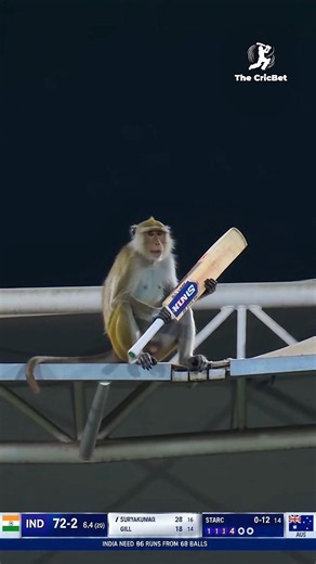 Bat Flies Onto the Roof... Then a Monkey Catches It 😱🐒🏏