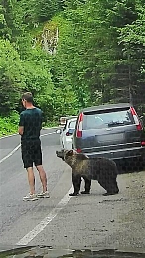 Bear Cub Sneaks Up On Man Beside Road