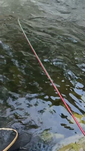Jumpy Wild Rainbow Trout on the Fly #rainbowtrout #trout #flyfishing #fishing #catchandrelease #fish