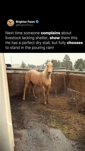 Why horse choose the rain over a warm barn ☔️