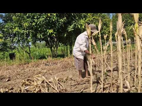 BRILLIANT FARMING RESULT! THE CORN HARVEST EVERY FARMER DREAMS OF! - Agricultural Farming