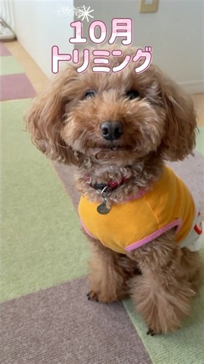 可愛く変身🐶１０月のトリミング🐶#トリミング