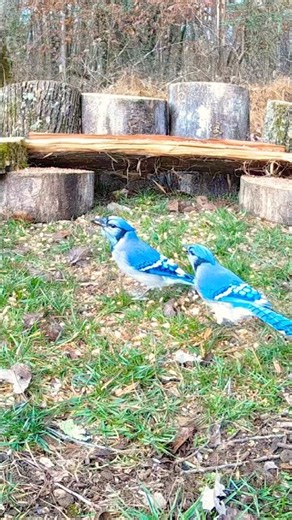💙🐦 TWO Beautiful Blue Jays Up Close! 😍 Amazing Bird Cam Moment! #shorts