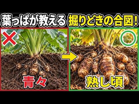 【10月の里芋】まだ大きな株は掘らないで！失敗を経験して分かった「収穫の正しい合図」と美味しい食べ方
