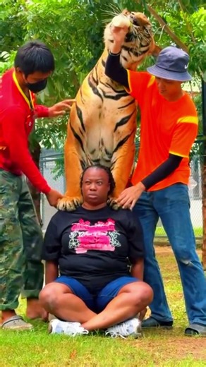 She Wanted the Perfect Tiger Photo!