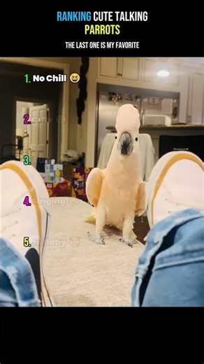 Ranking Cute Talking Parrots
