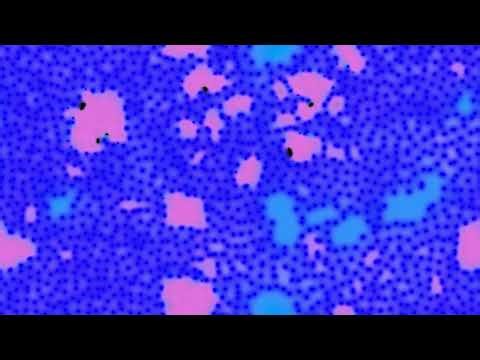 reaction diffusion experiment pr test 09 prs 164 competing regions with patterns